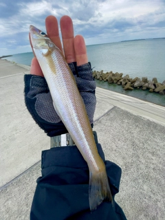 シロギスの釣果