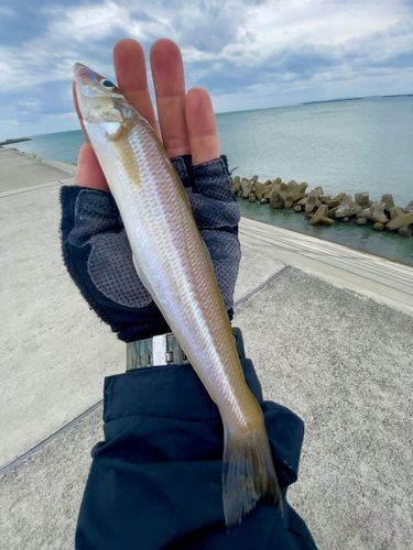 石巻湾