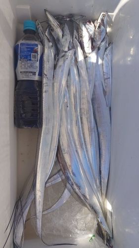 タチウオの釣果