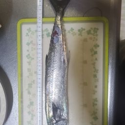 サゴシ
