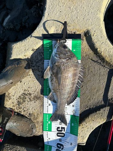 クロダイの釣果