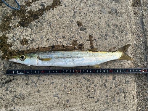 アカカマスの釣果