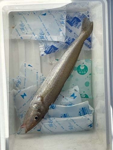 キスの釣果