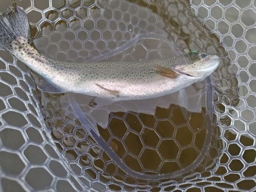 ニジマスの釣果