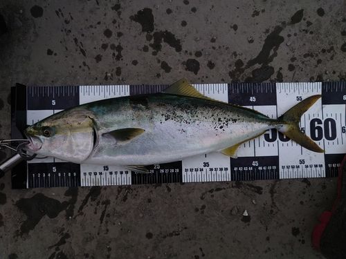 ワラサの釣果