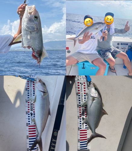 カンパチの釣果