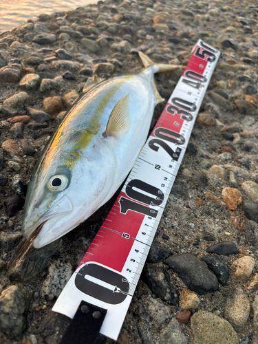 フクラギの釣果