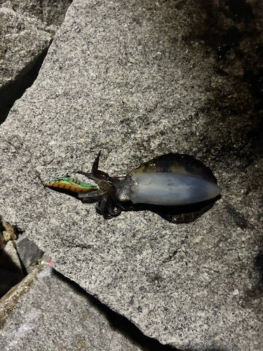 アオリイカの釣果