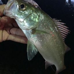 セイゴ（ヒラスズキ）