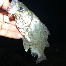 セイゴ（ヒラスズキ）