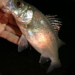 セイゴ（ヒラスズキ）