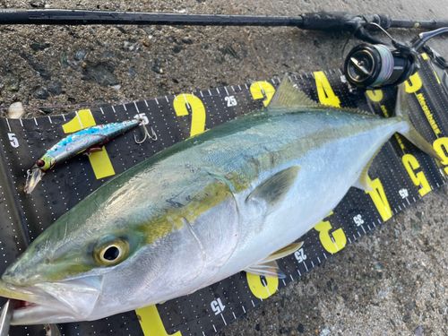 イナダの釣果