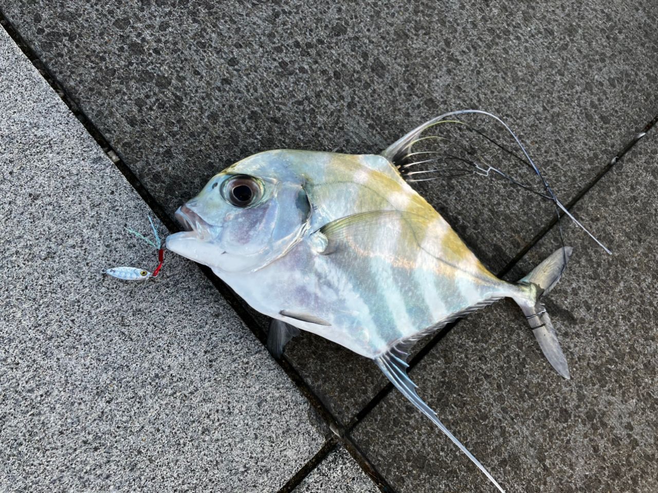 イトヒキアジ