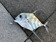 イトヒキアジの釣果