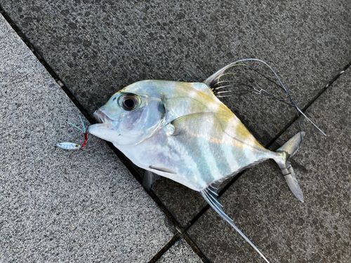 イトヒキアジの釣果