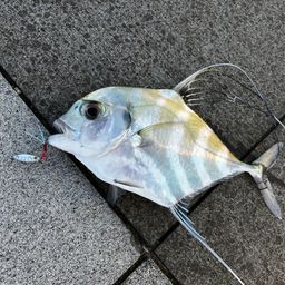 イトヒキアジ
