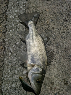 セイゴ（ヒラスズキ）の釣果