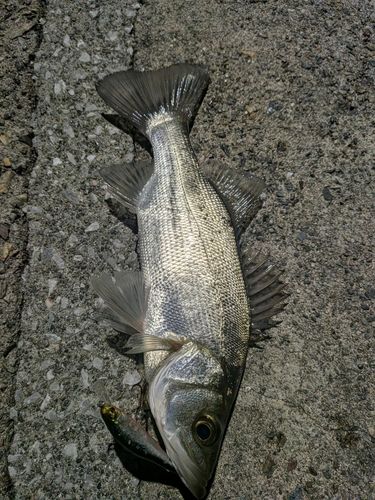 セイゴ（ヒラスズキ）の釣果