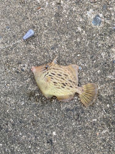 カワハギの釣果