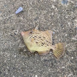 カワハギ