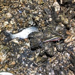 セイゴ（ヒラスズキ）