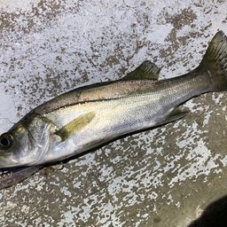 セイゴ（マルスズキ）