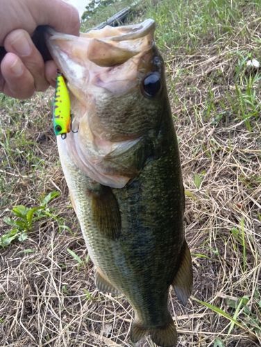 ラージマウスバスの釣果