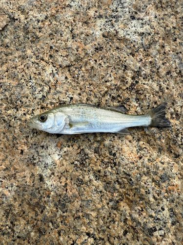 セイゴ（マルスズキ）の釣果