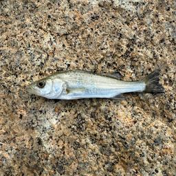 セイゴ（マルスズキ）