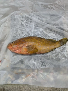 キジハタの釣果