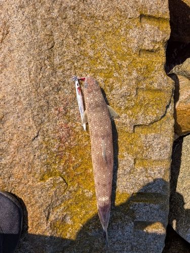 エソの釣果
