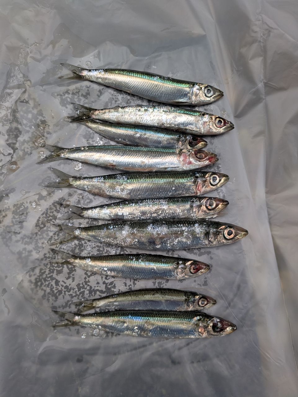 DAIWA 13マッドバイパー 落とし込み H/HH-245SMTの最安値・インプレ