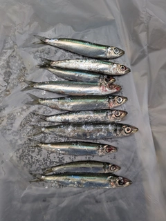 ウルメイワシの釣果