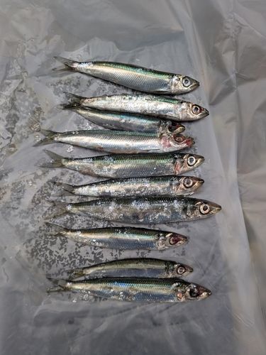 越前海岸