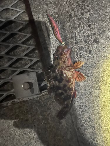カサゴの釣果