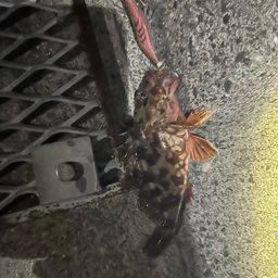 カサゴ