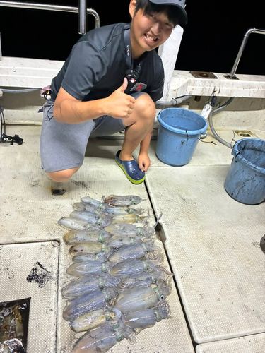 アオリイカの釣果