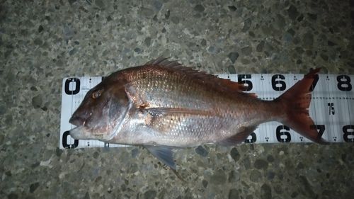 陸奥湾
