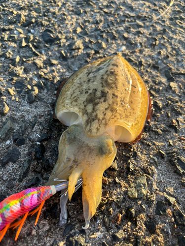 コウイカの釣果
