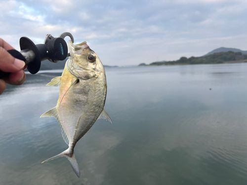 メッキの釣果