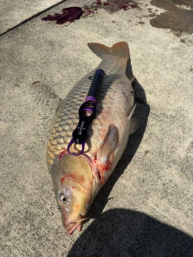 コイの釣果