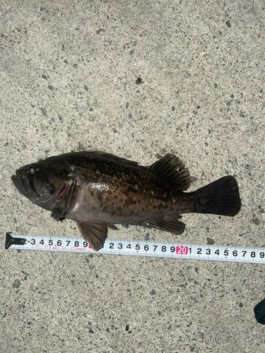ソイの釣果