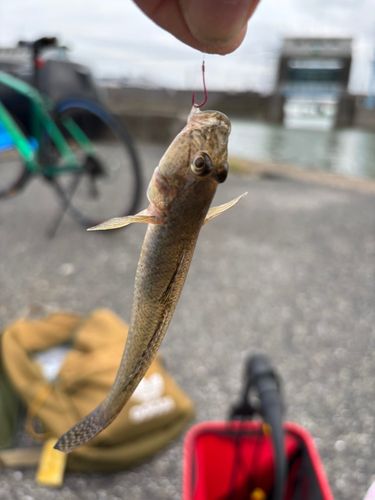 ハゼの釣果