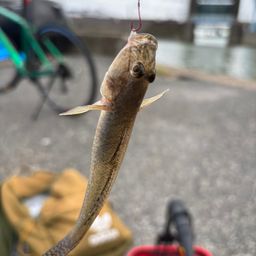 ハゼ