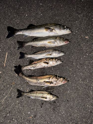 シーバスの釣果