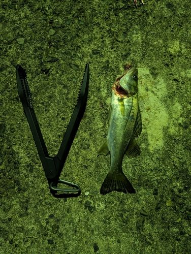 セイゴ（マルスズキ）の釣果