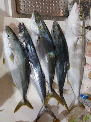 メジロの釣果