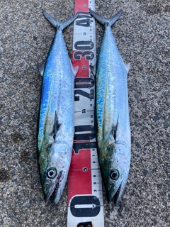 サゴシの釣果