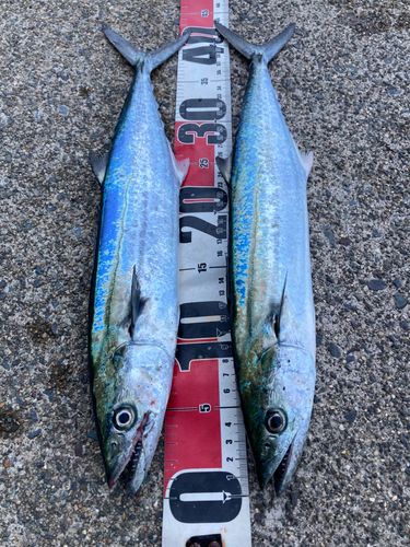 サゴシの釣果