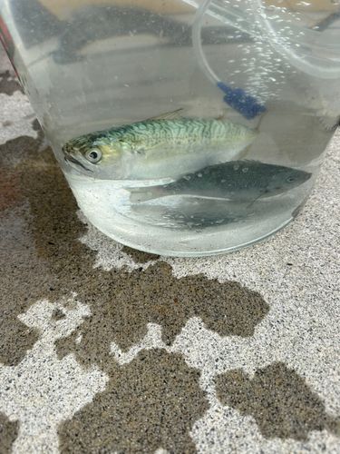 サバの釣果